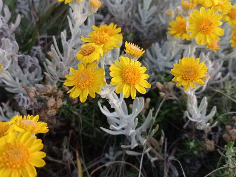 Senecio ostenii
