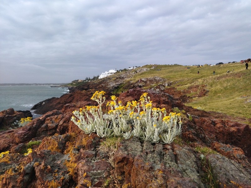 Senecio ostenii photo 2