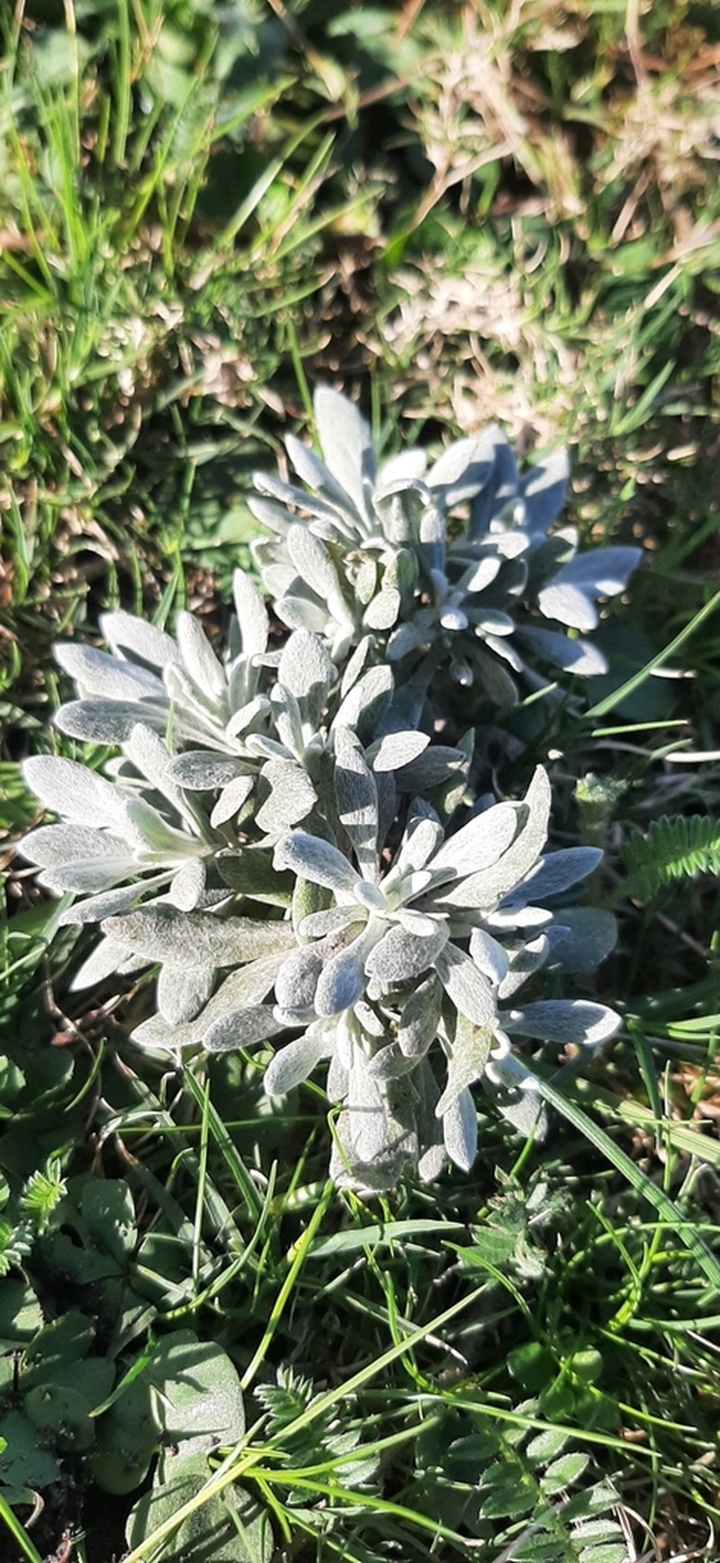 Senecio ostenii photo 3