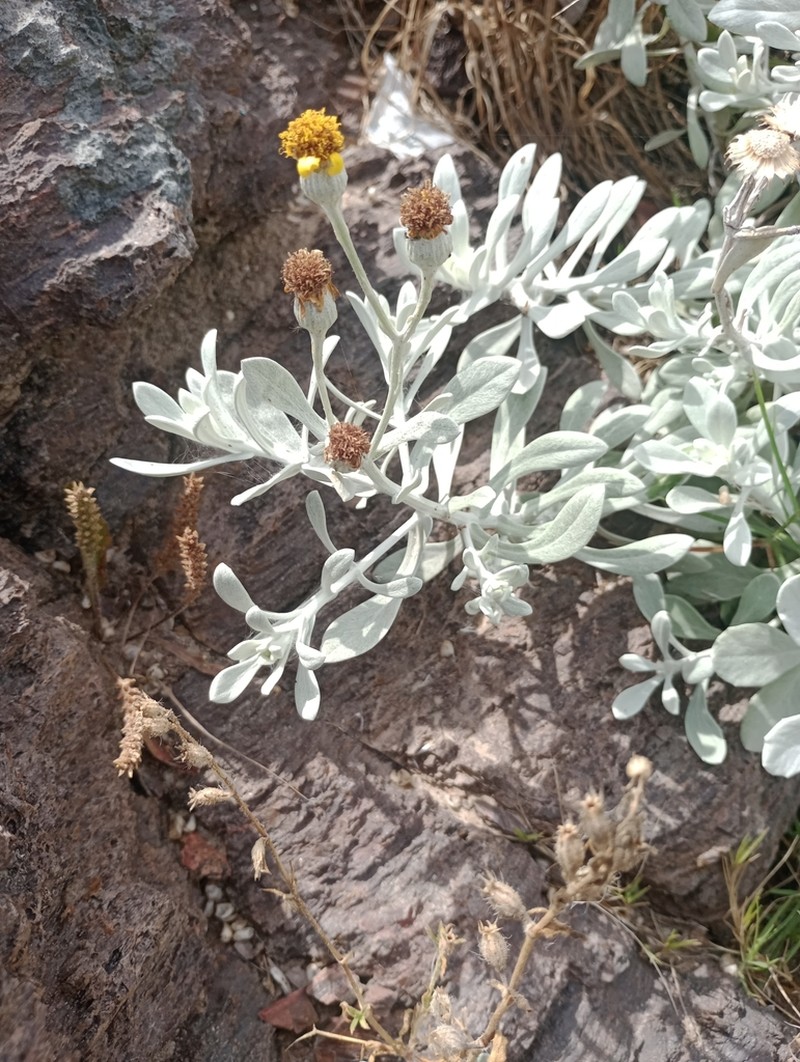 Senecio ostenii photo 4