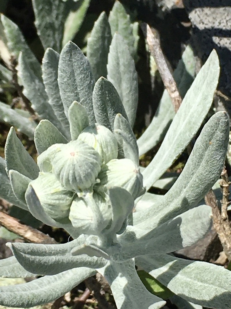 Senecio ostenii photo 5