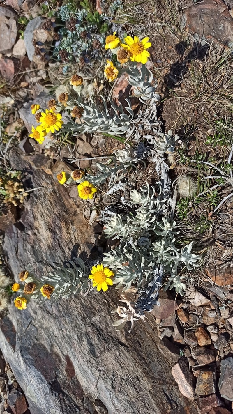 Senecio ostenii photo 6