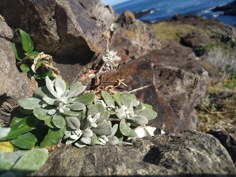 Senecio ostenii photo 7