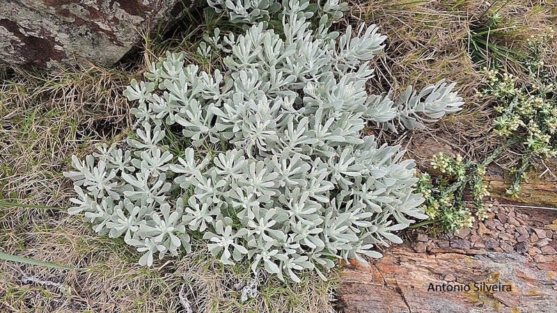 Senecio ostenii photo 8