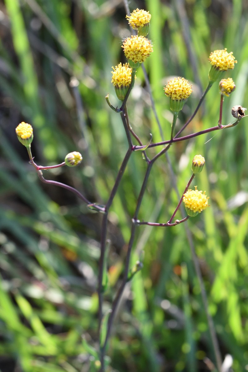 Senecio othonniflorus photo 2