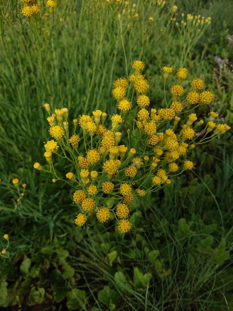 Senecio othonniflorus photo 3