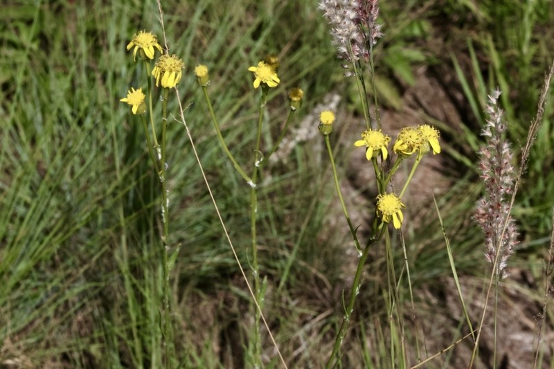 Senecio othonniflorus photo 4