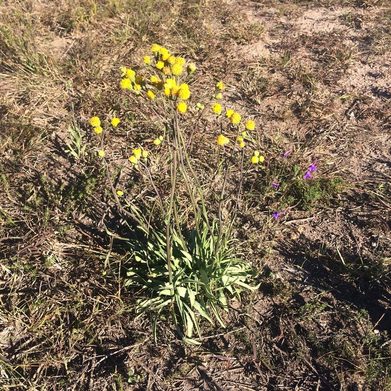 Senecio othonniflorus photo 5