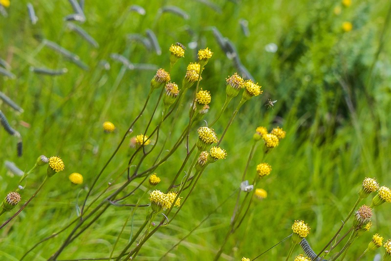 Senecio othonniflorus photo 6