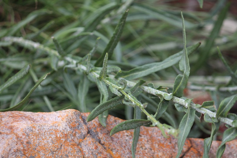 Senecio othonniflorus photo 8