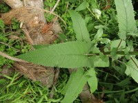 Senecio otites