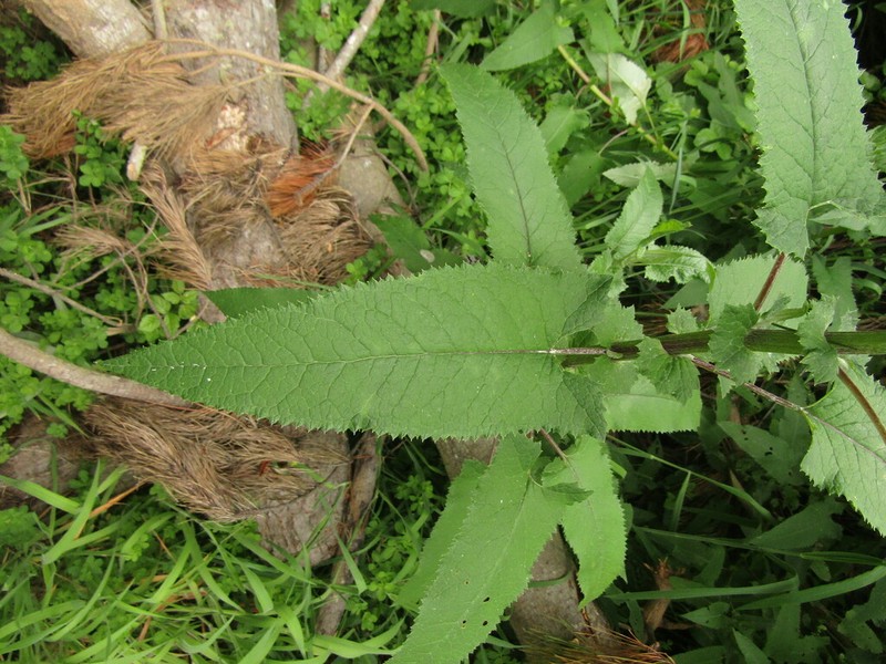 Senecio otites