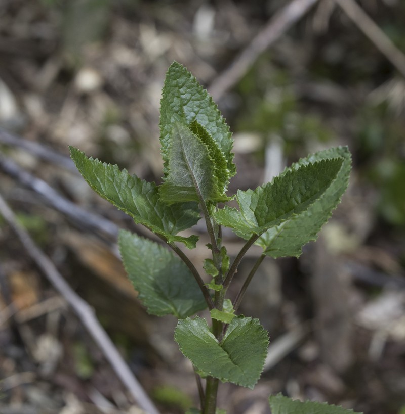Senecio otites photo 3