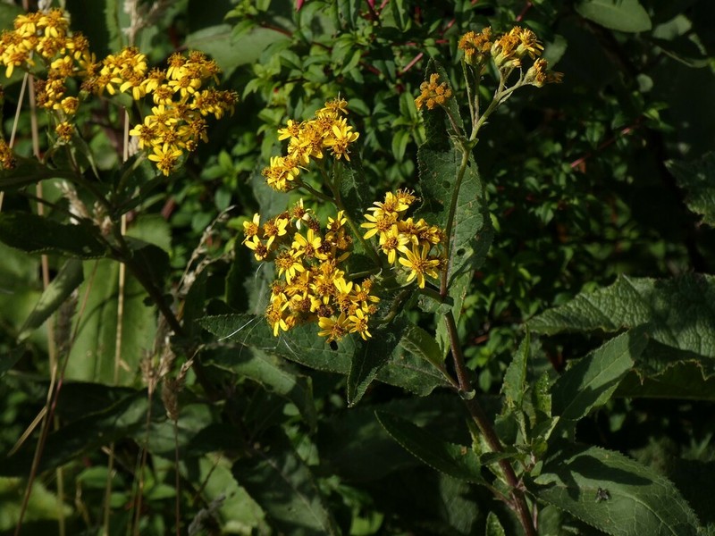 Senecio otites photo 4