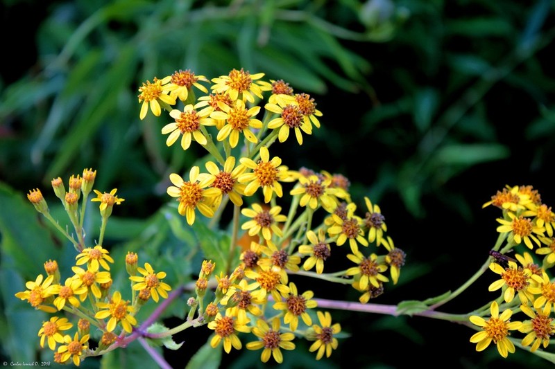 Senecio otites photo 5