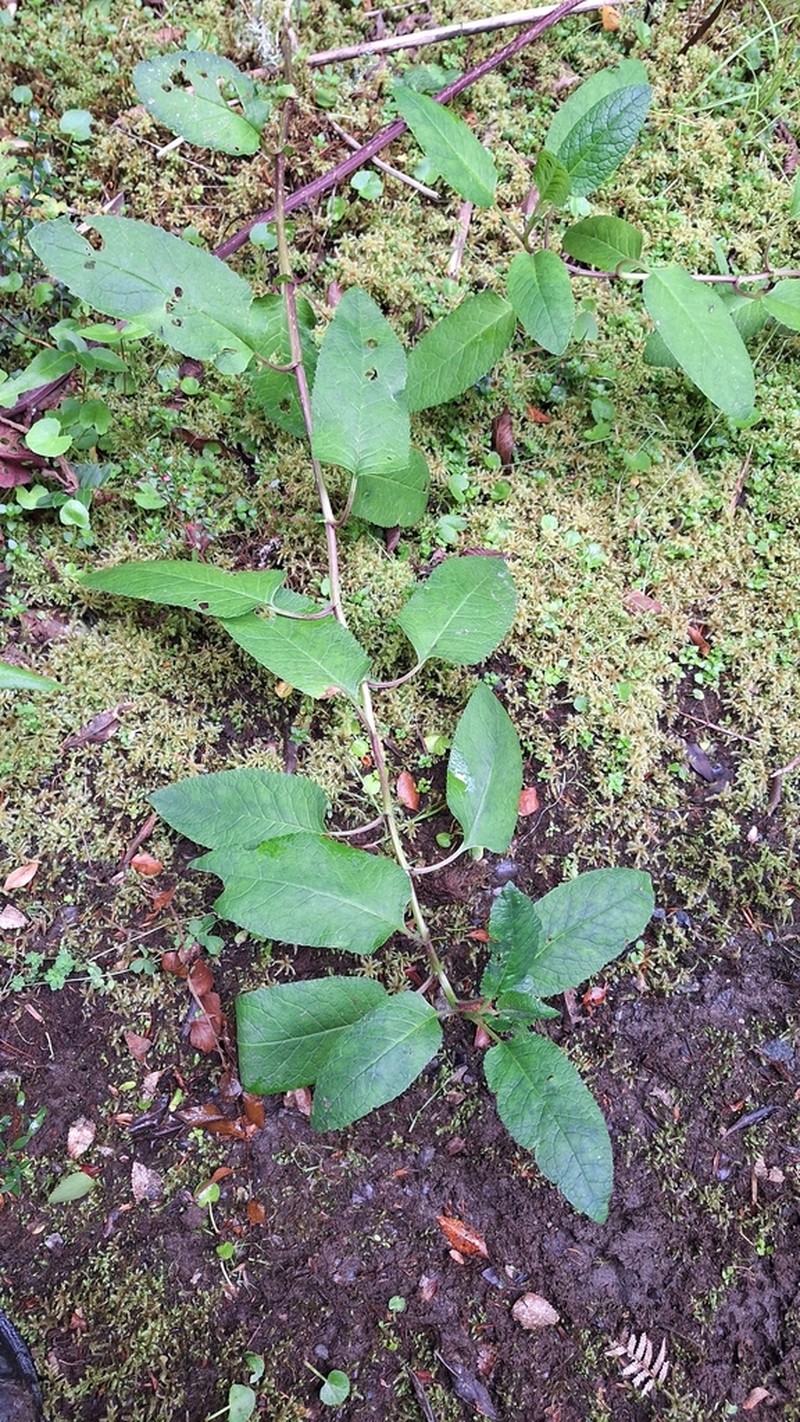 Senecio otites photo 6