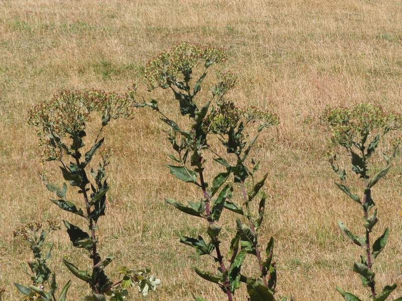 Senecio otites photo 7