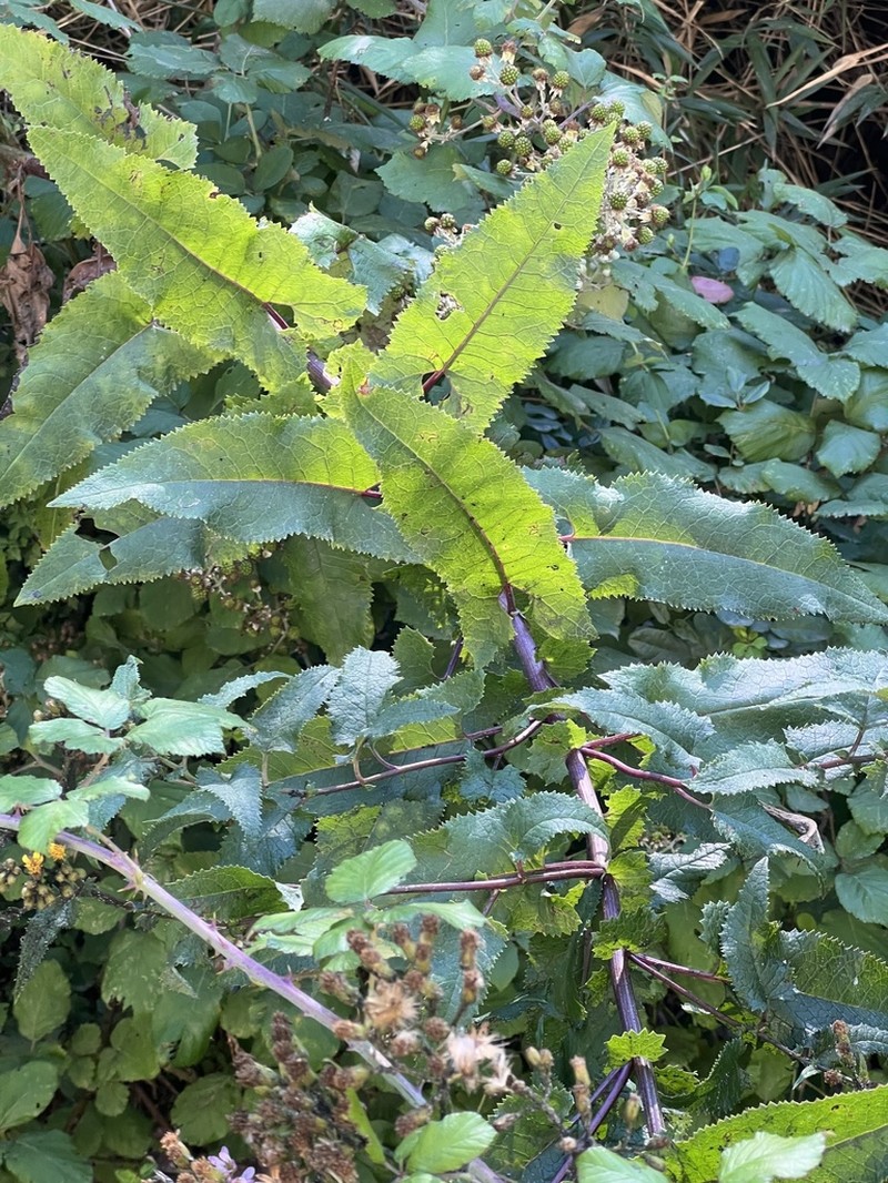 Senecio otites photo 8