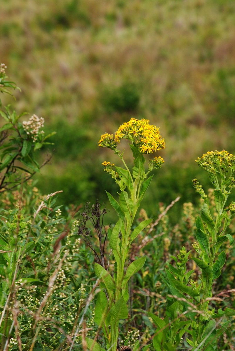 Senecio otopterus