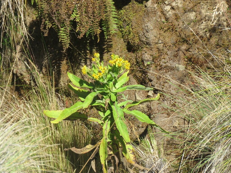 Senecio otopterus photo 2