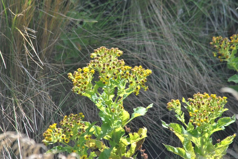 Senecio otopterus photo 3
