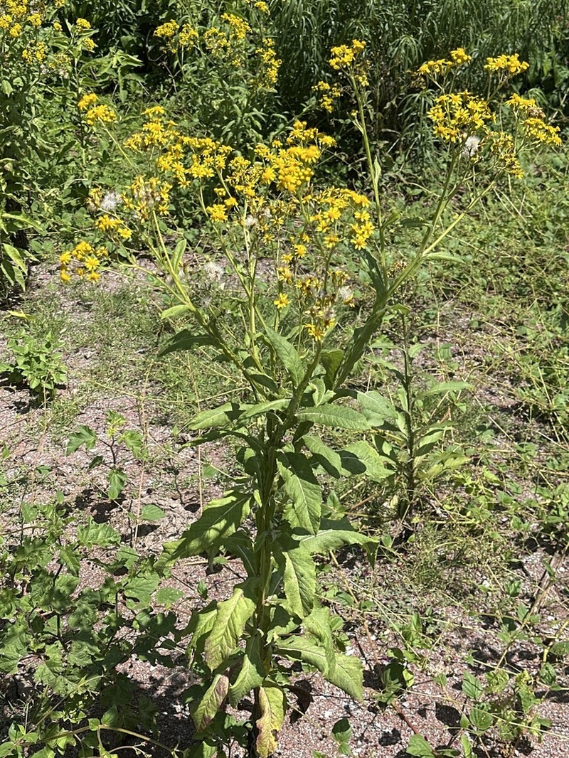 Senecio otopterus photo 4