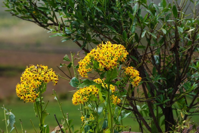 Senecio otopterus photo 5