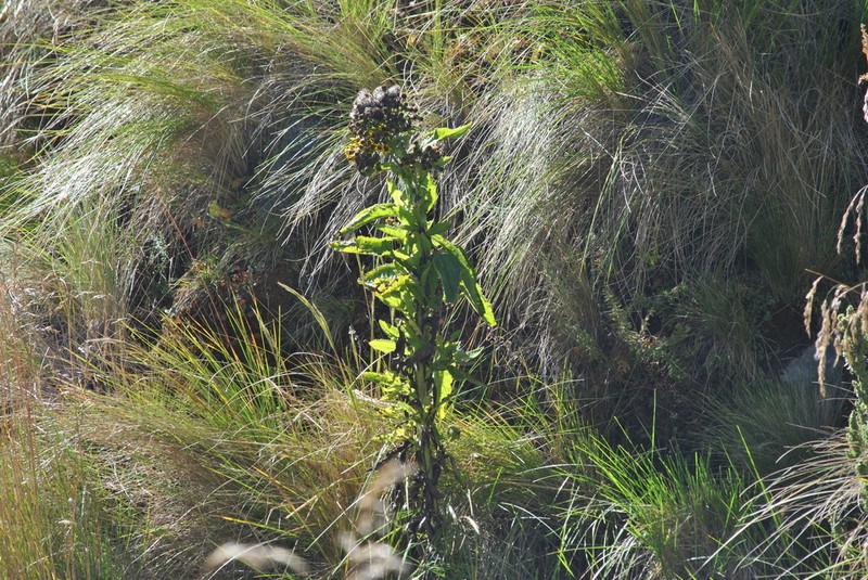 Senecio otopterus photo 6