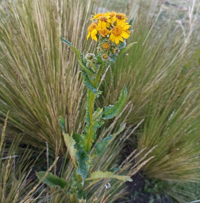 Senecio otopterus photo 7