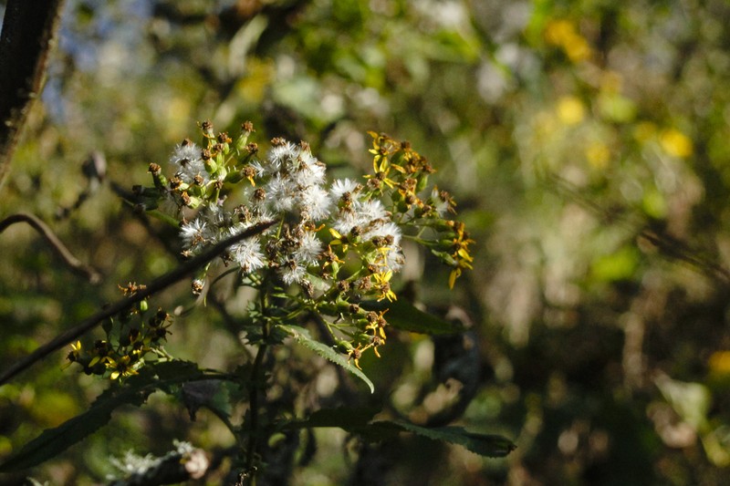 Senecio otopterus photo 8