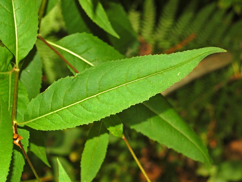 Senecio ovatus