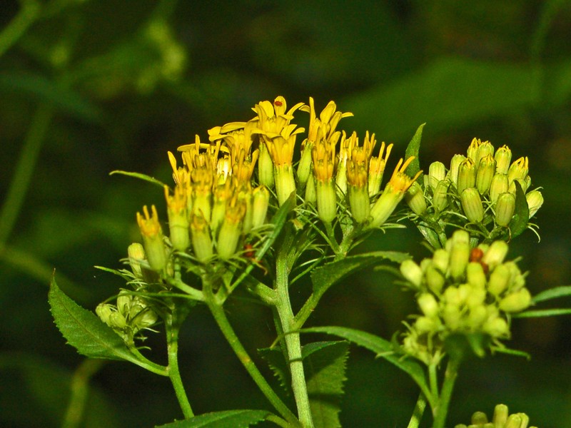 Senecio ovatus photo 2