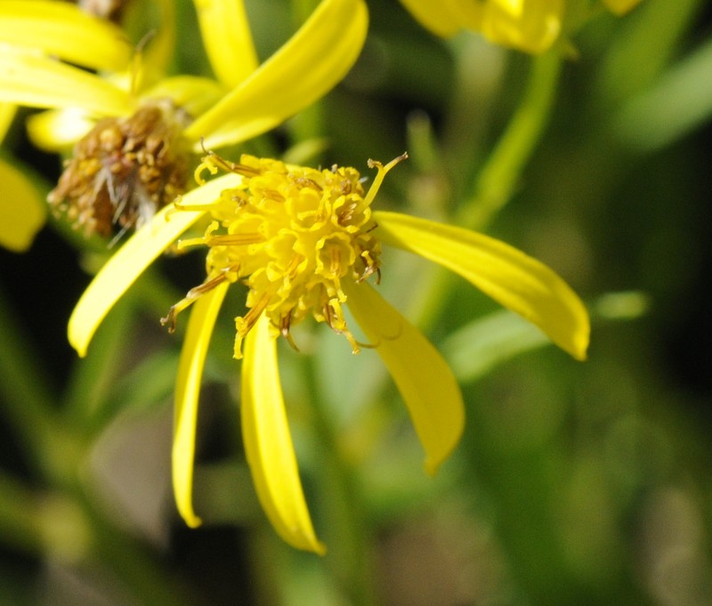 Senecio ovatus photo 3