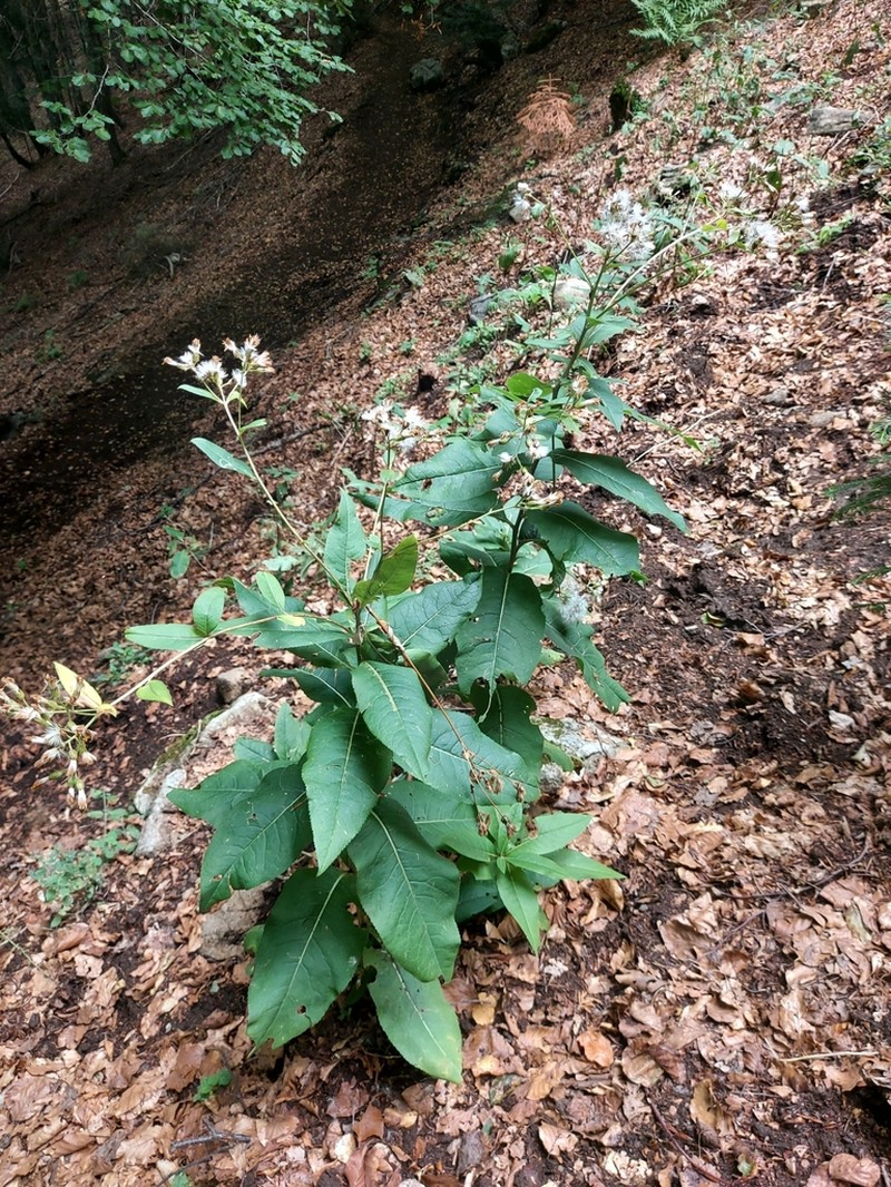 Senecio ovatus photo 4