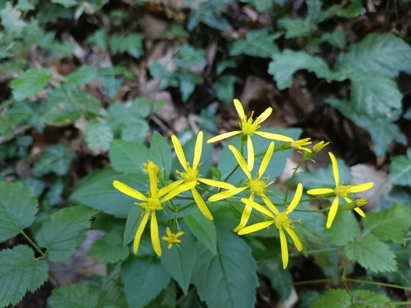 Senecio ovatus photo 5