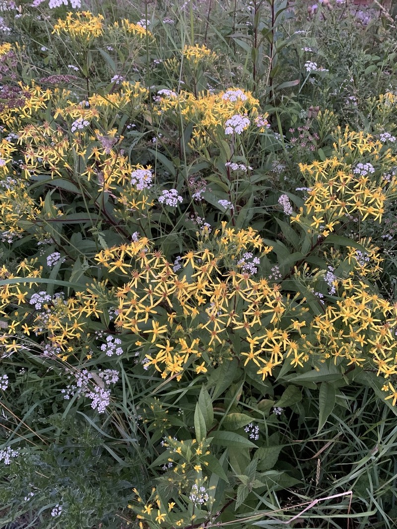 Senecio ovatus photo 6