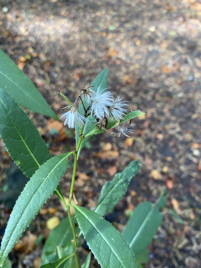 Senecio ovatus photo 7
