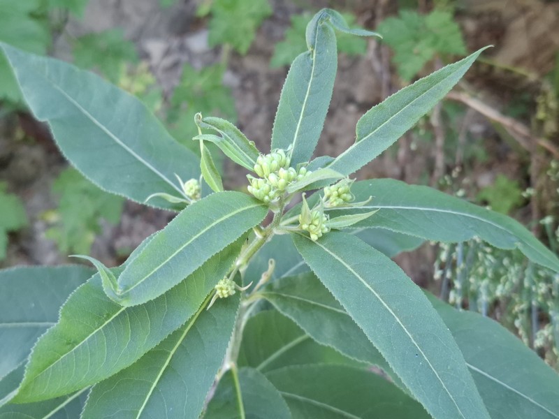 Senecio ovatus subsp. alpestris