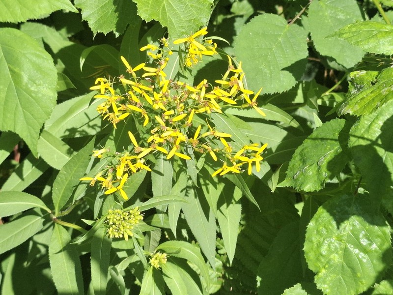 Senecio ovatus subsp. alpestris photo 2