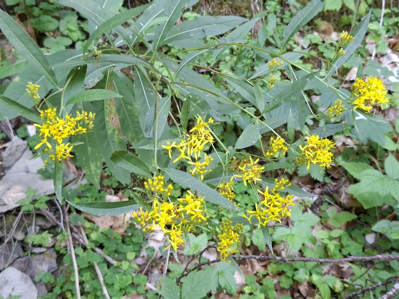 Senecio ovatus subsp. alpestris photo 3
