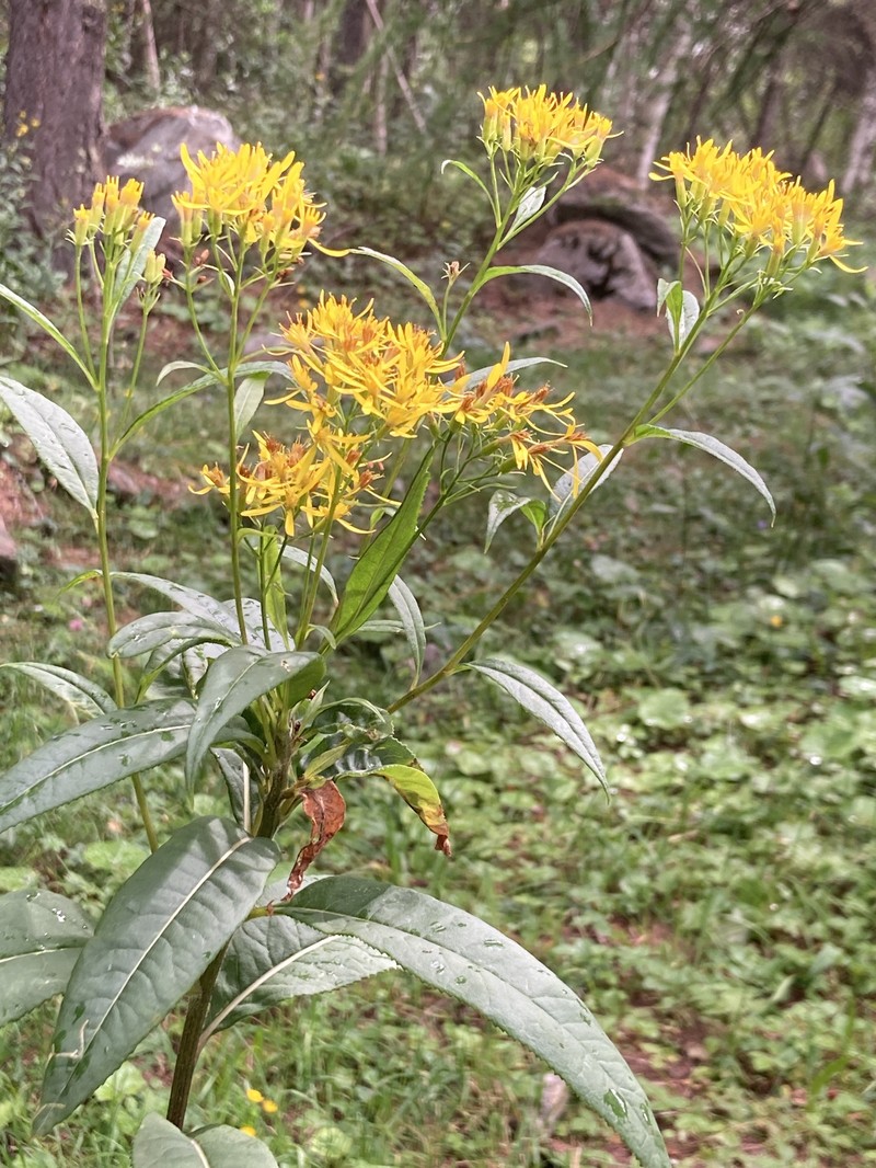 Senecio ovatus subsp. alpestris photo 4