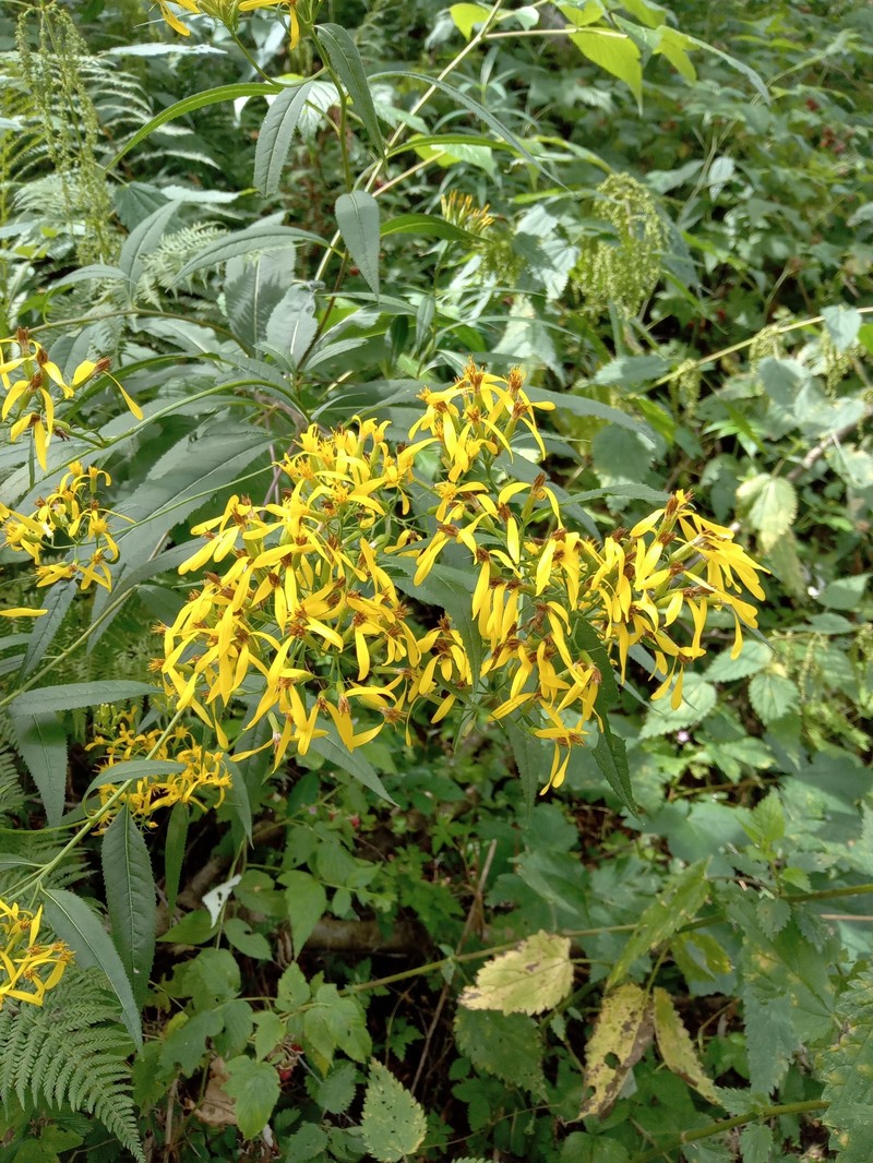 Senecio ovatus subsp. alpestris photo 5
