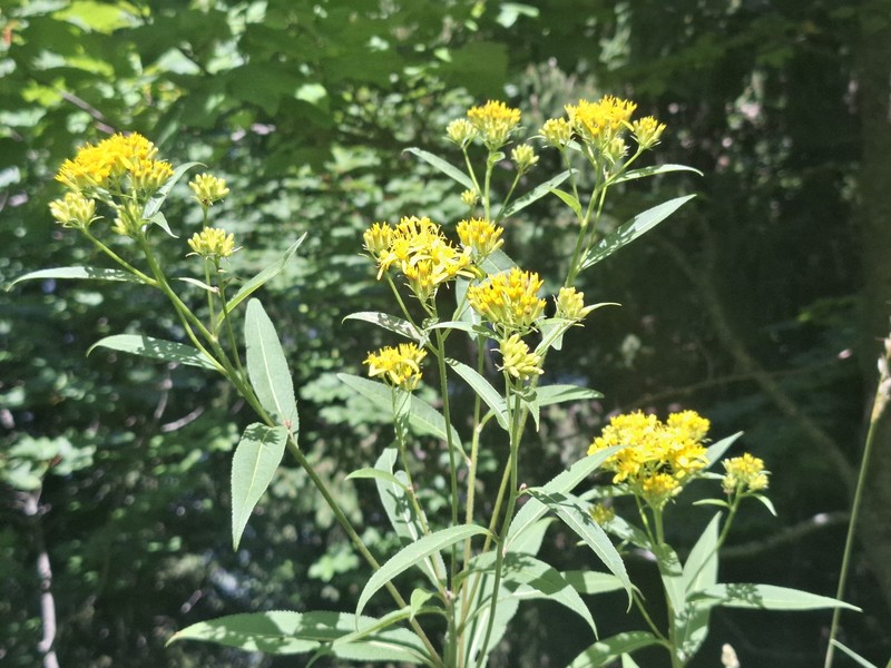Senecio ovatus subsp. alpestris photo 6