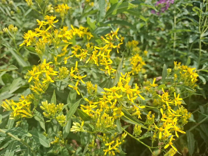 Senecio ovatus subsp. alpestris photo 7