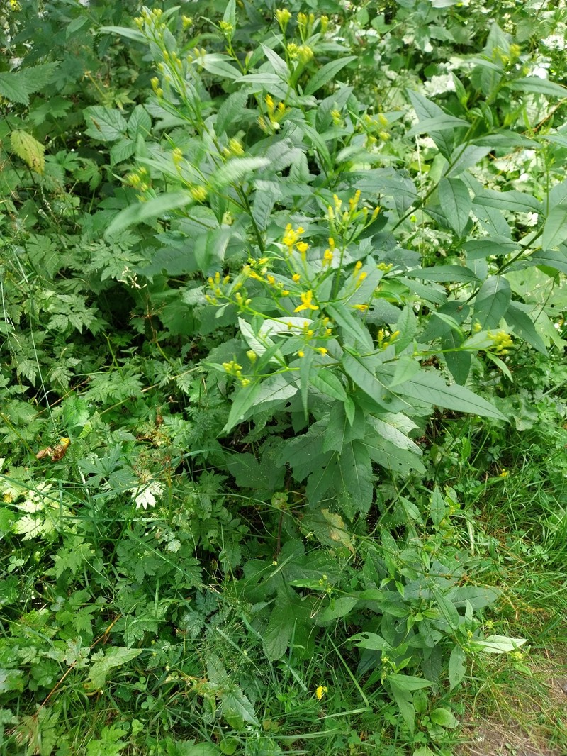 Senecio ovatus subsp. ovatus