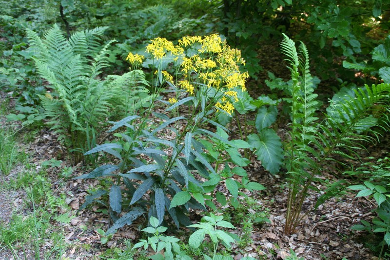 Senecio ovatus subsp. ovatus photo 2