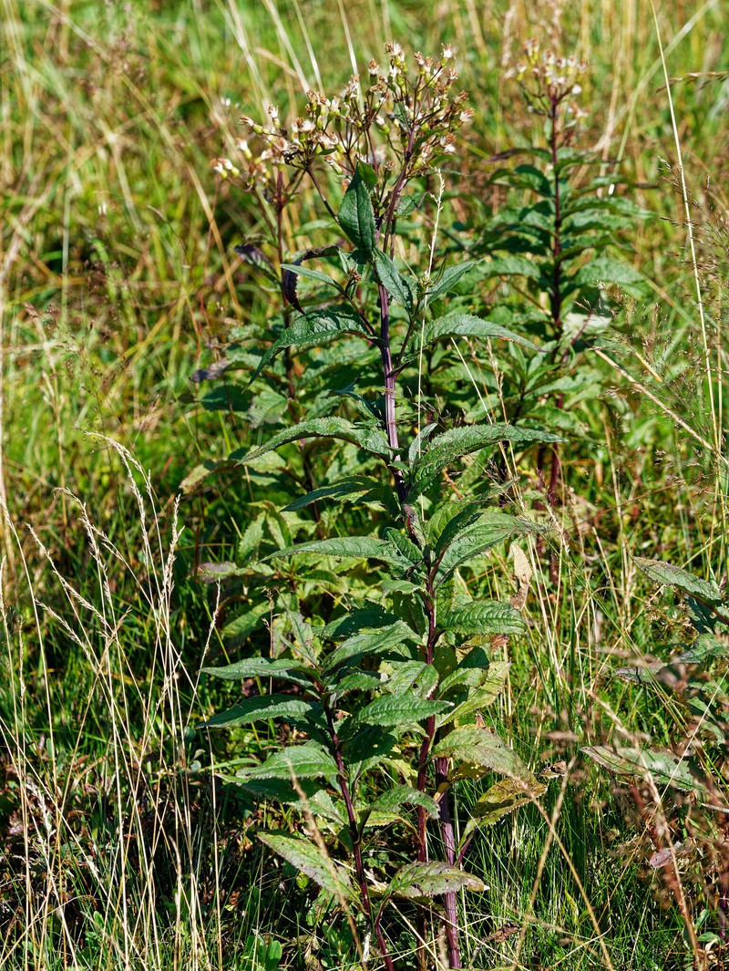 Senecio ovatus subsp. ovatus photo 4