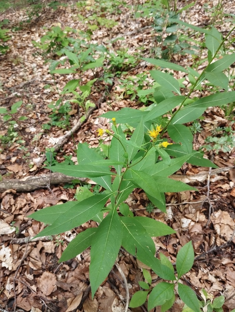 Senecio ovatus subsp. stabianus