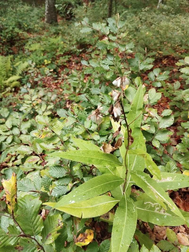 Senecio ovatus subsp. stabianus photo 2