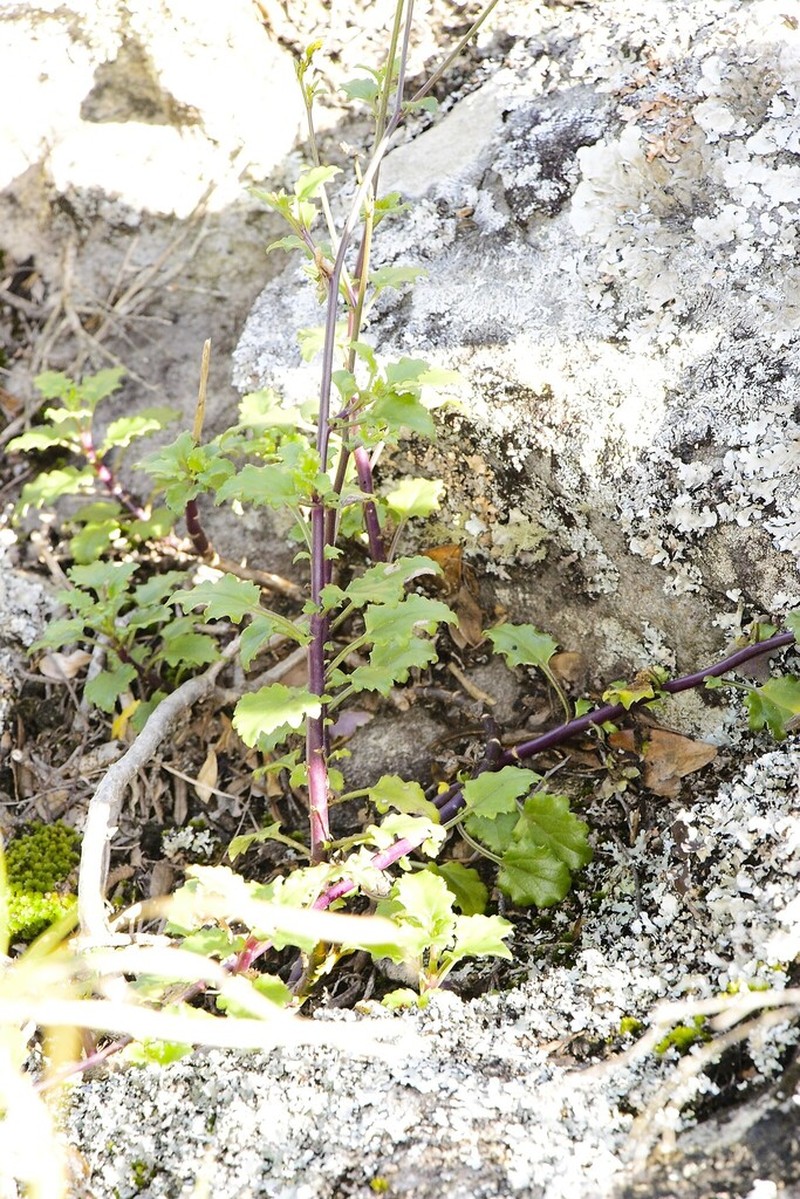 Senecio oxyodontus
